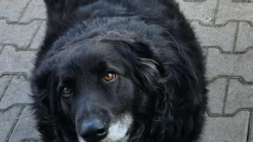 Charity-Cooking mit der „Dicken Katze“