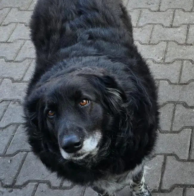 Charity-Cooking mit der „Dicken Katze“