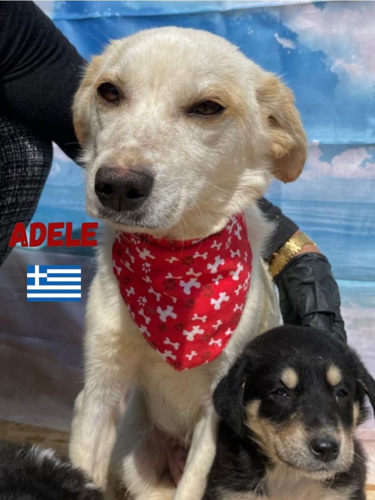 Adele sitzt da und schaut in die Kamera. Sie trägt ein rot-weißes Halstuch.