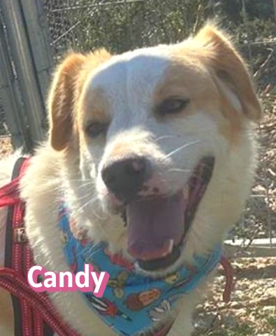 Candy