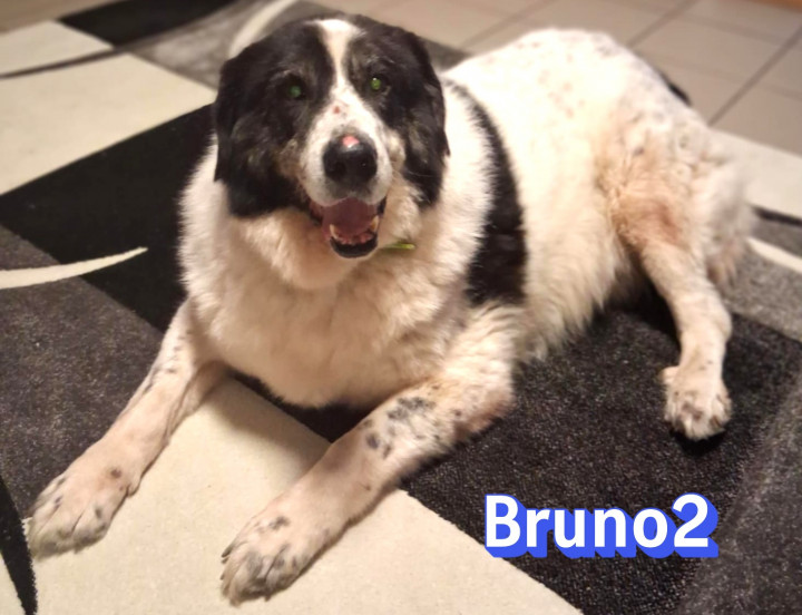Bruno 2 – NOTFALL