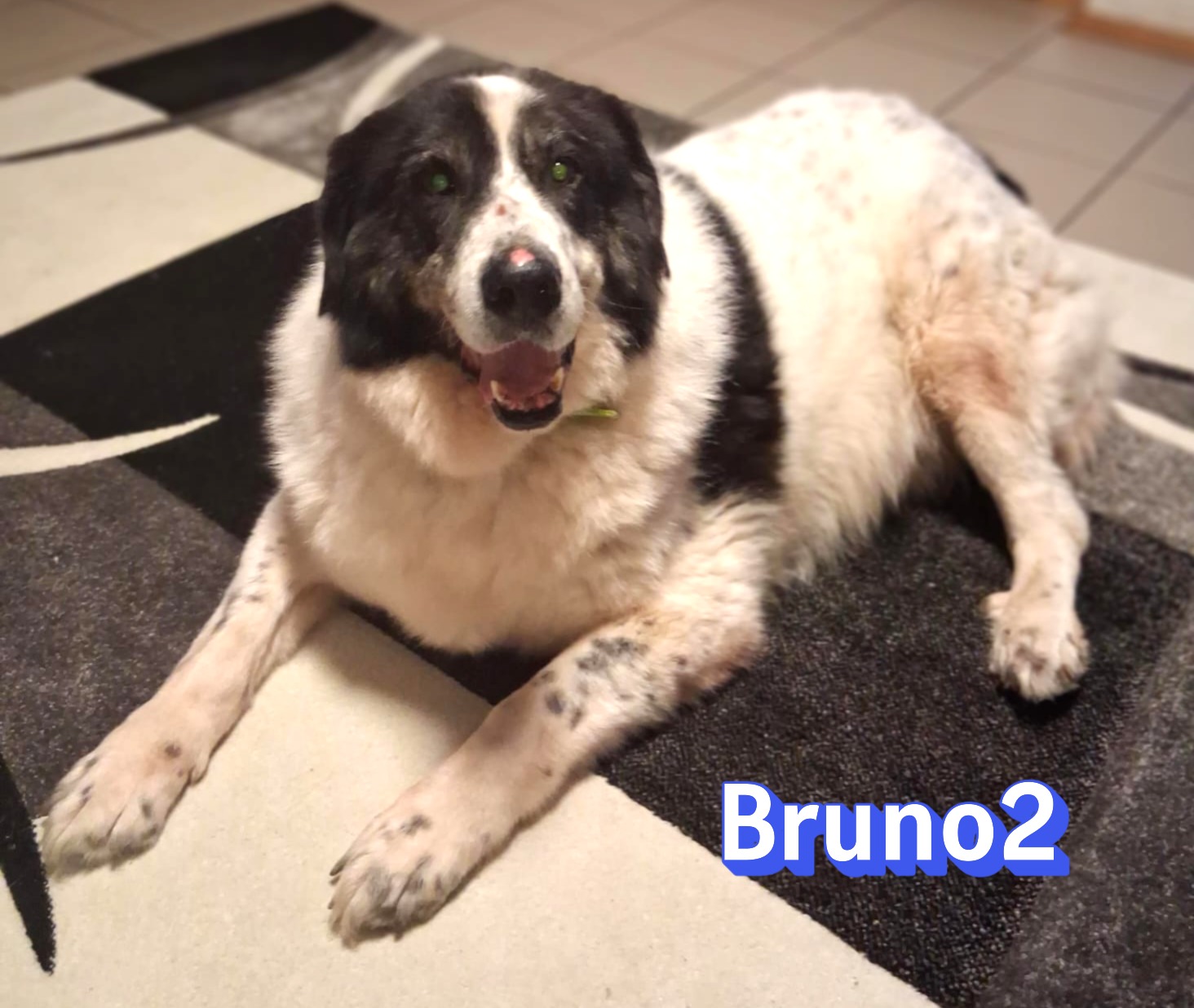Bruno 2 – NOTFALL