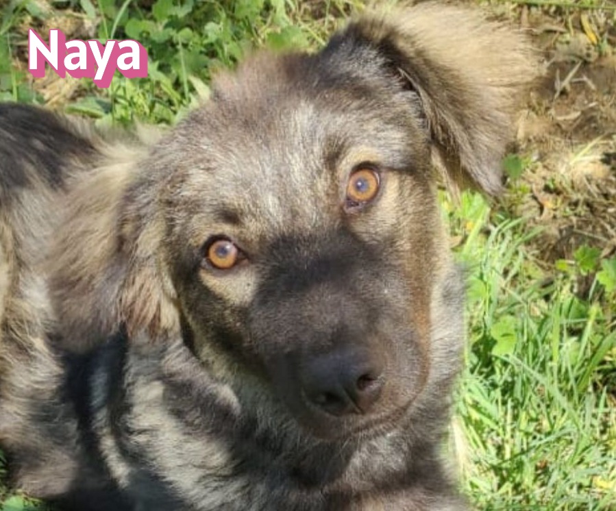 Naya