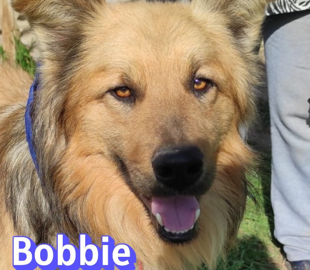 Bobbie