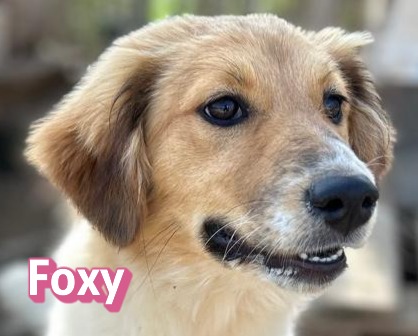 Foxy