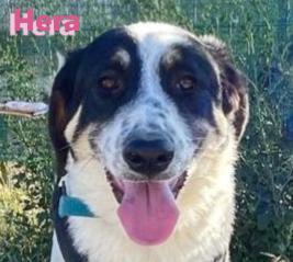 Hera