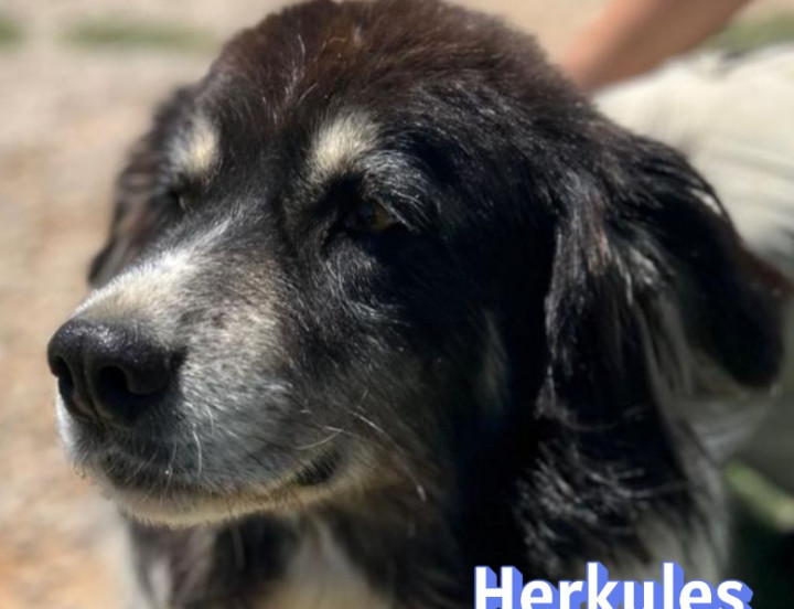 Herkules