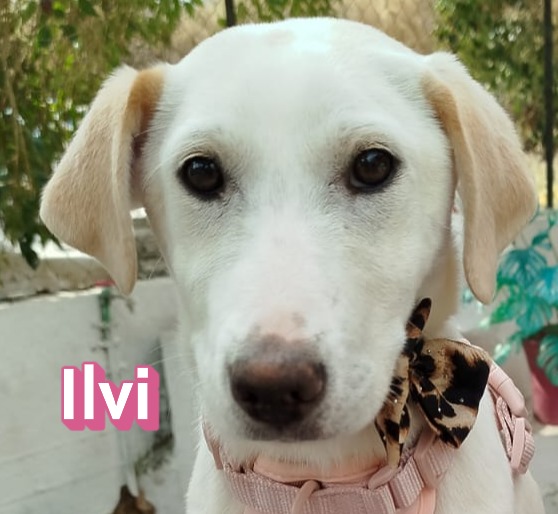 Ilvi
