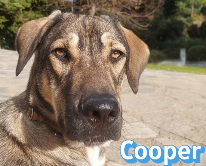 Cooper