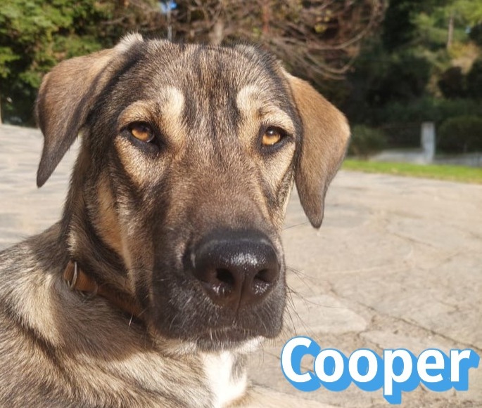 Cooper