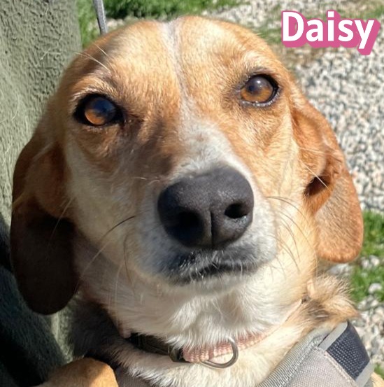 Daisy – auf Pflegestelle