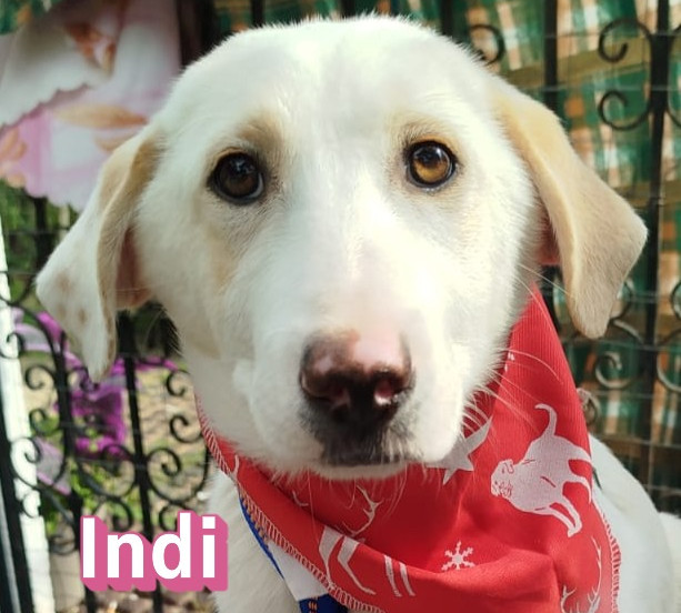 Indi