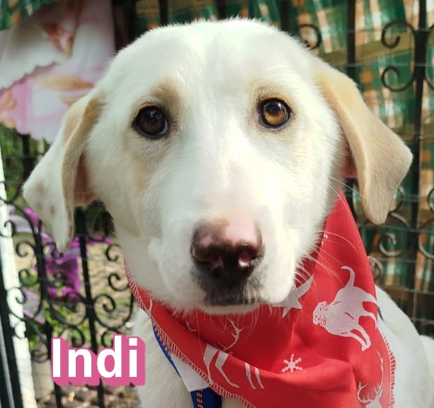 Indi