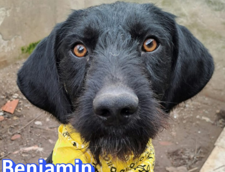Benjamin