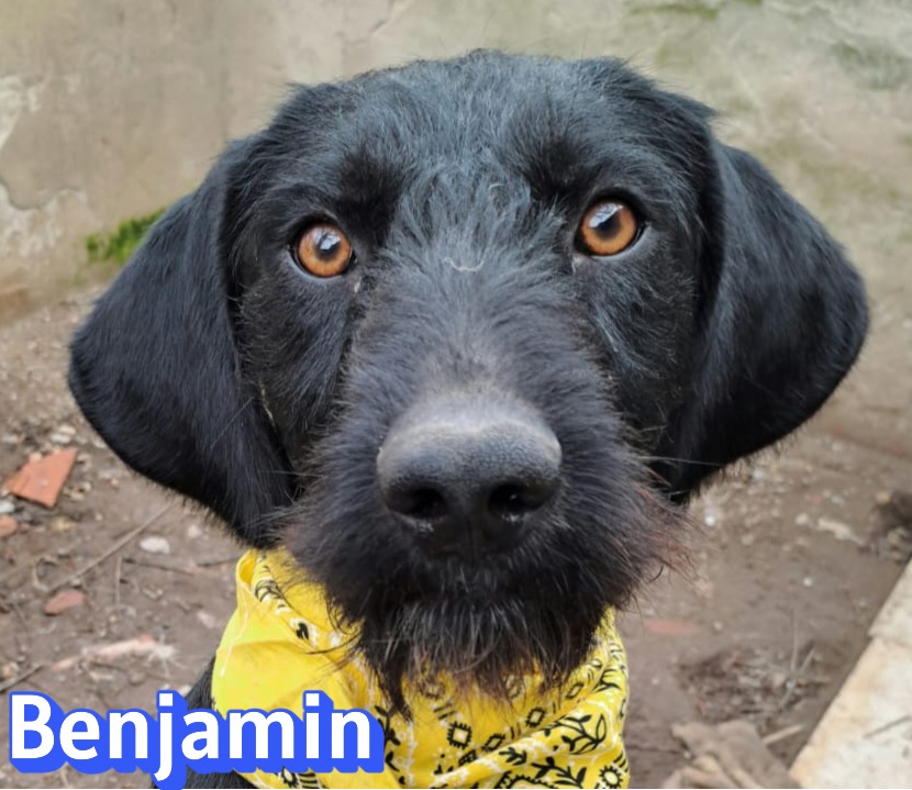Benjamin