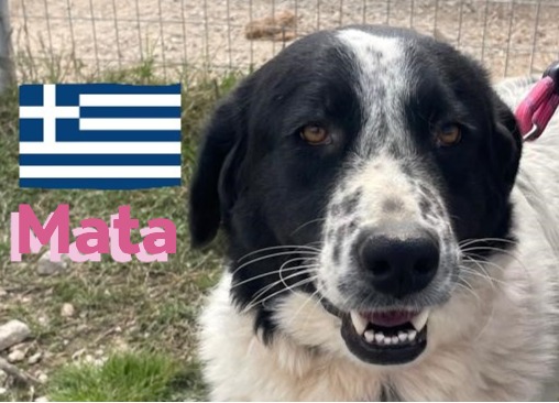 Mata