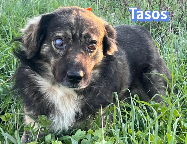 Tasos