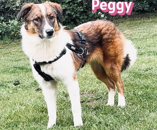 Peggy – auf Pflegestelle