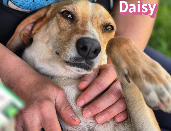 Daisy – auf Pflegestelle
