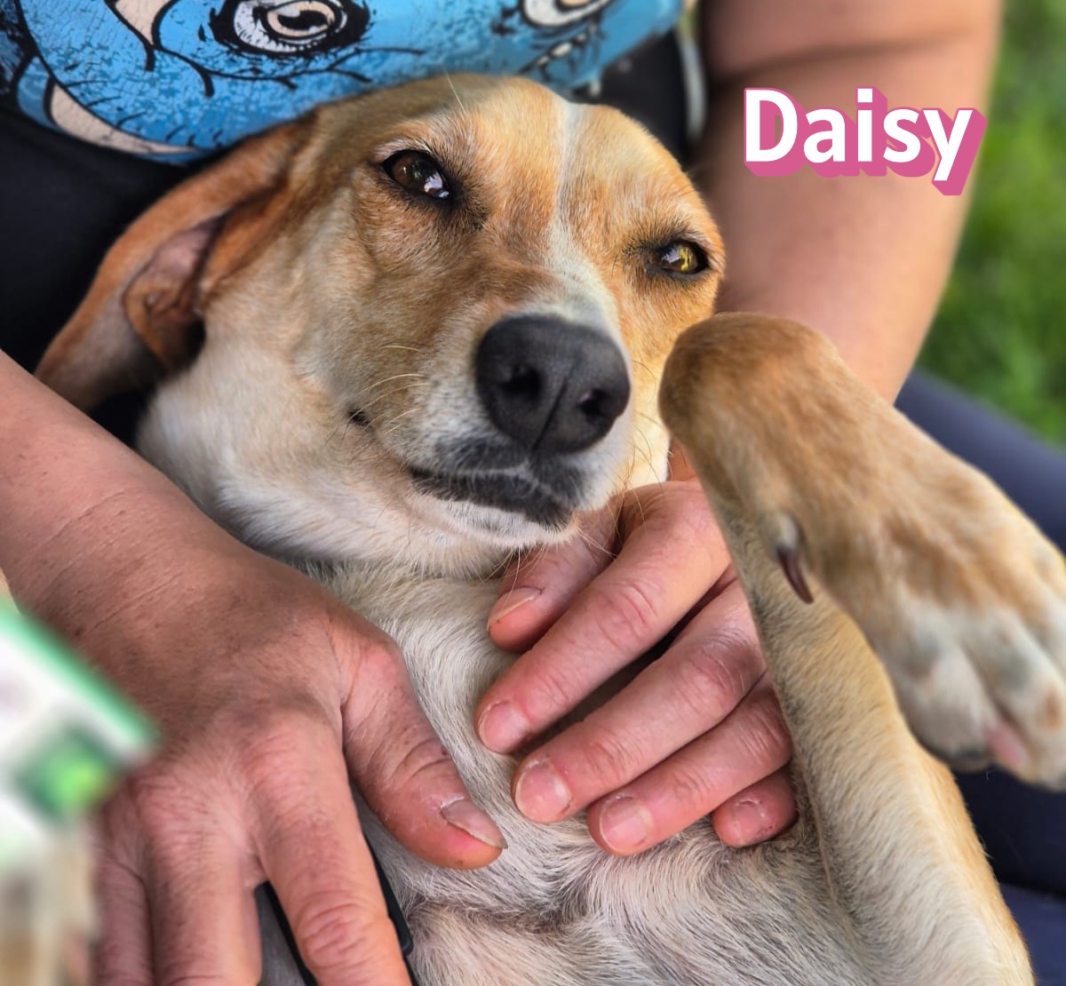 Daisy – auf Pflegestelle