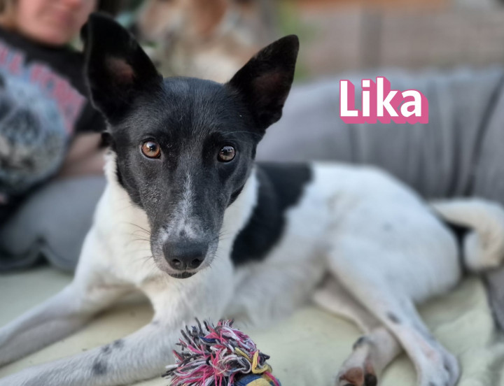 Lika – Vermittlungshilfe