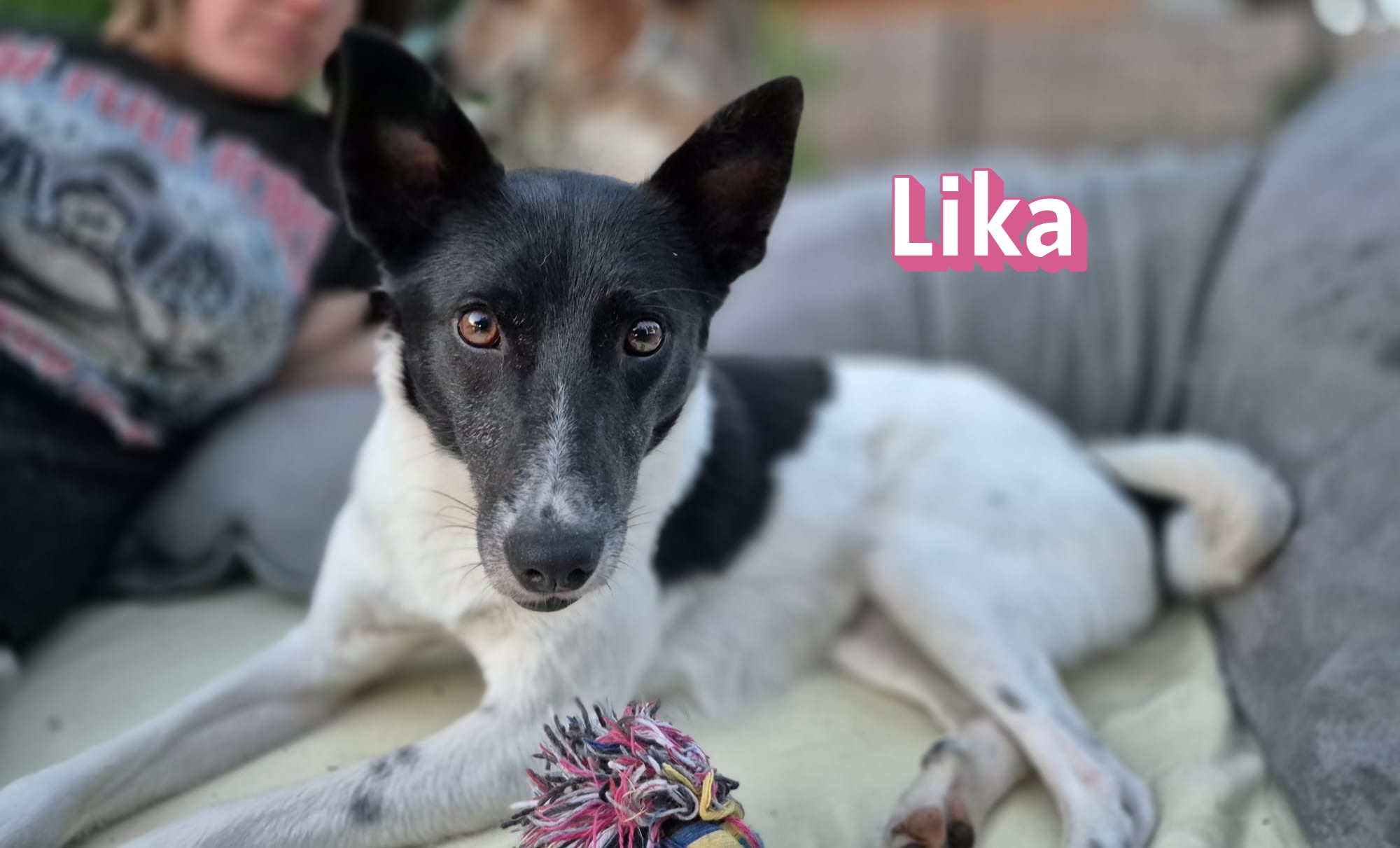 Lika – Vermittlungshilfe