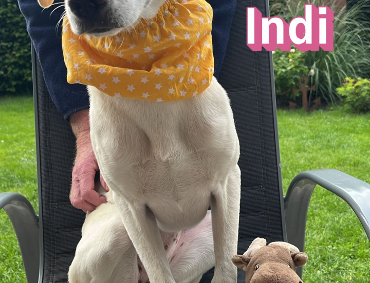 Indi – auf Pflegestelle