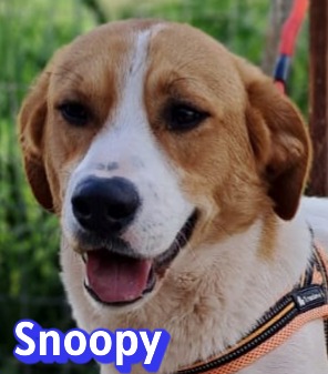 Snoopy