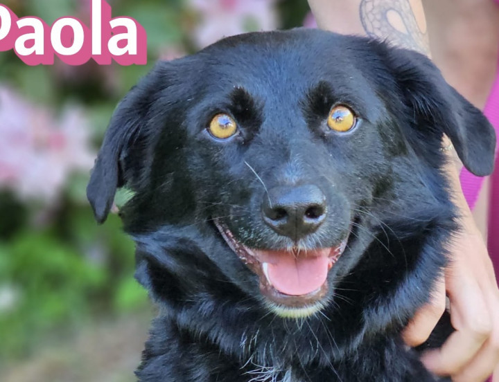 Paola – auf Pflegestelle