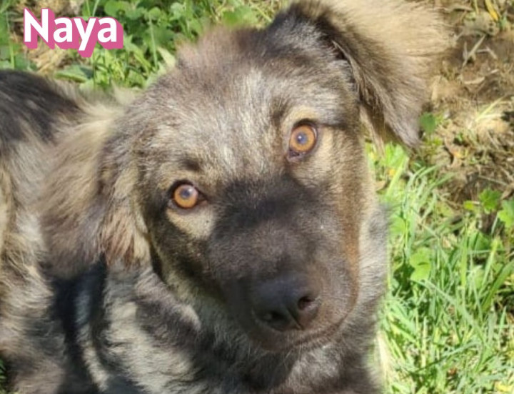 Naya