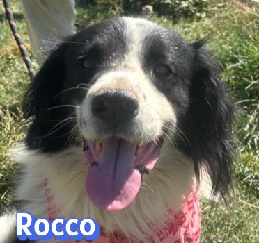 Rocco
