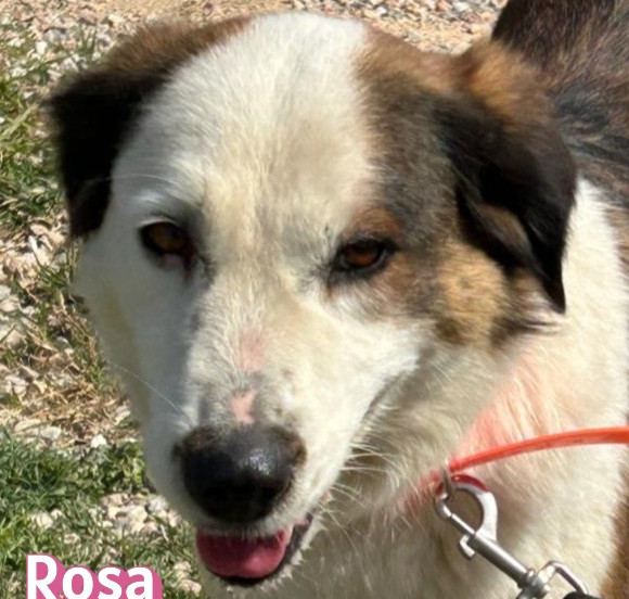 Rosa