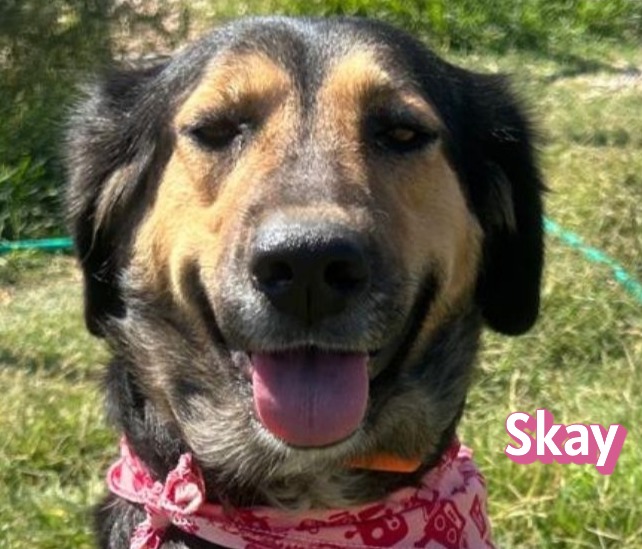 Skay