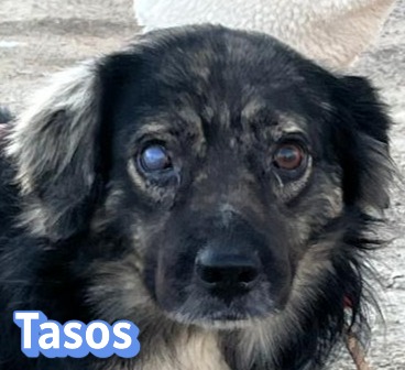Tasos