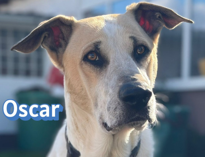 Oscar – Vermittlungshilfe