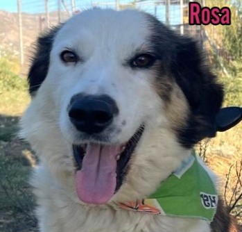 Rosa