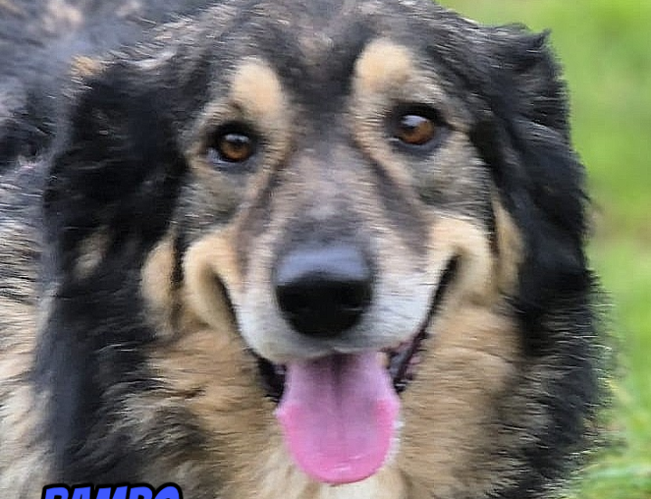 Rambo