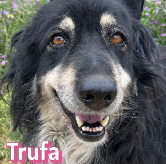 Trufa