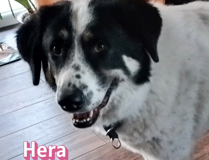 Hera – auf Pflegestelle