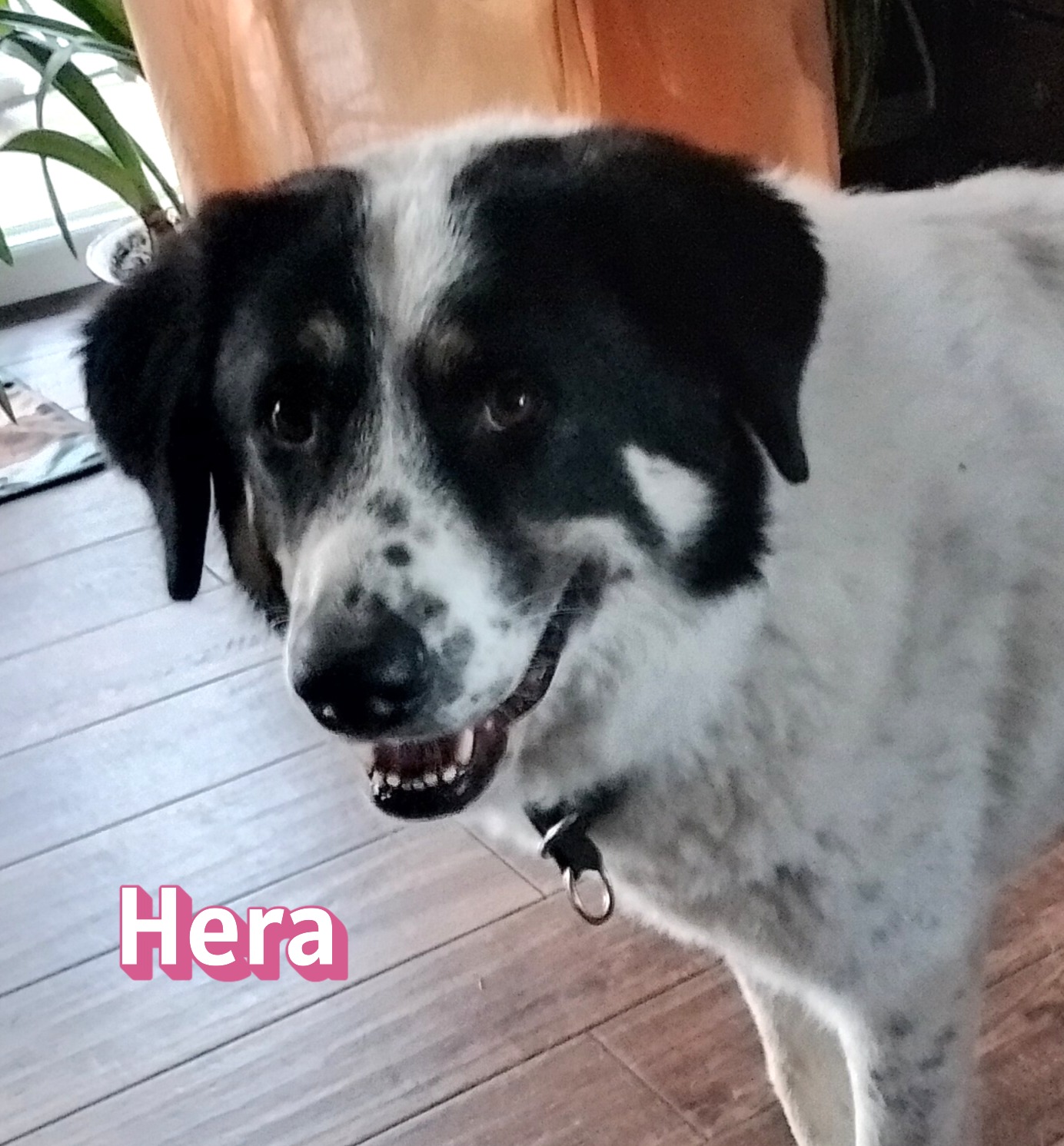 Hera – auf Pflegestelle