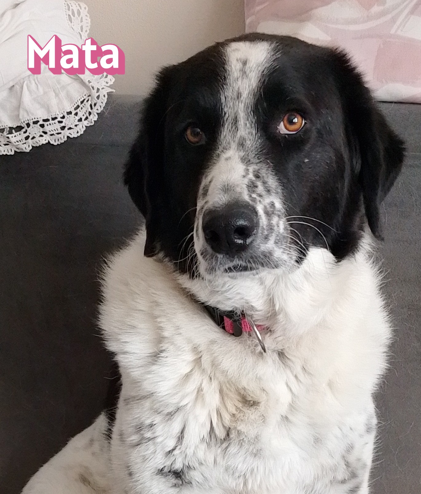 Mata – auf Pflegestelle