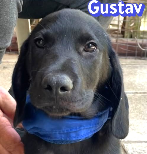 Gustav