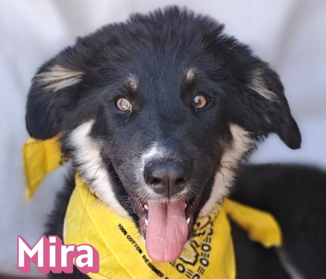Mira