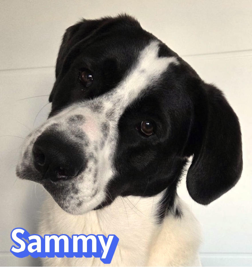 Sammy (Capo) – zweite Chance