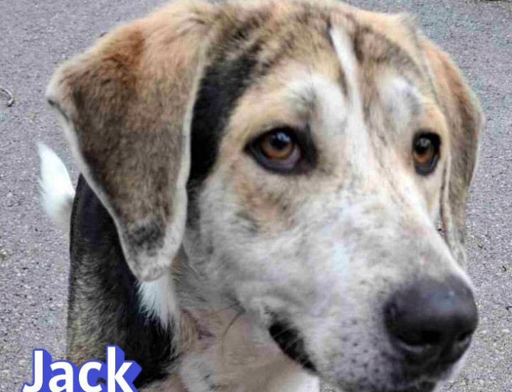Jack