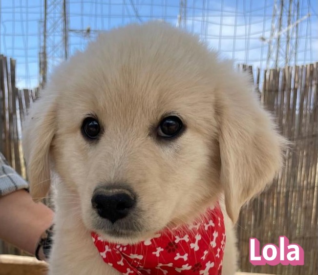 Lola