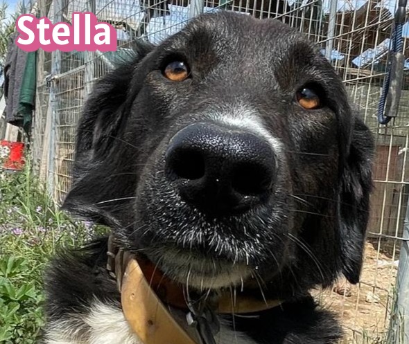 Stella