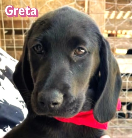 Greta