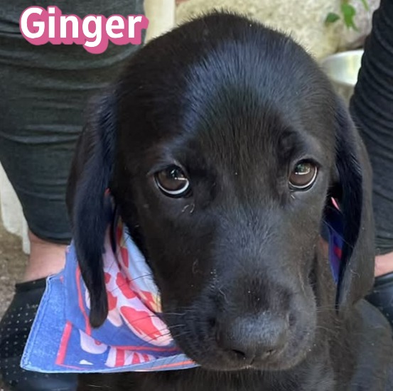 Ginger