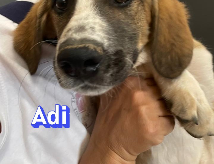 Adi